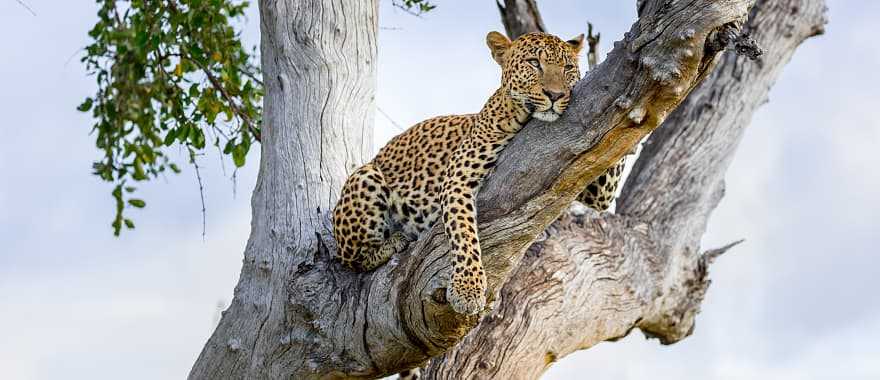 Leopard lounging on a tree branch in South Luangwa National Park, Zambia