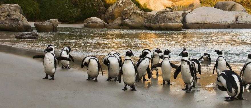 African penguins colony in Cape Town, South Africa