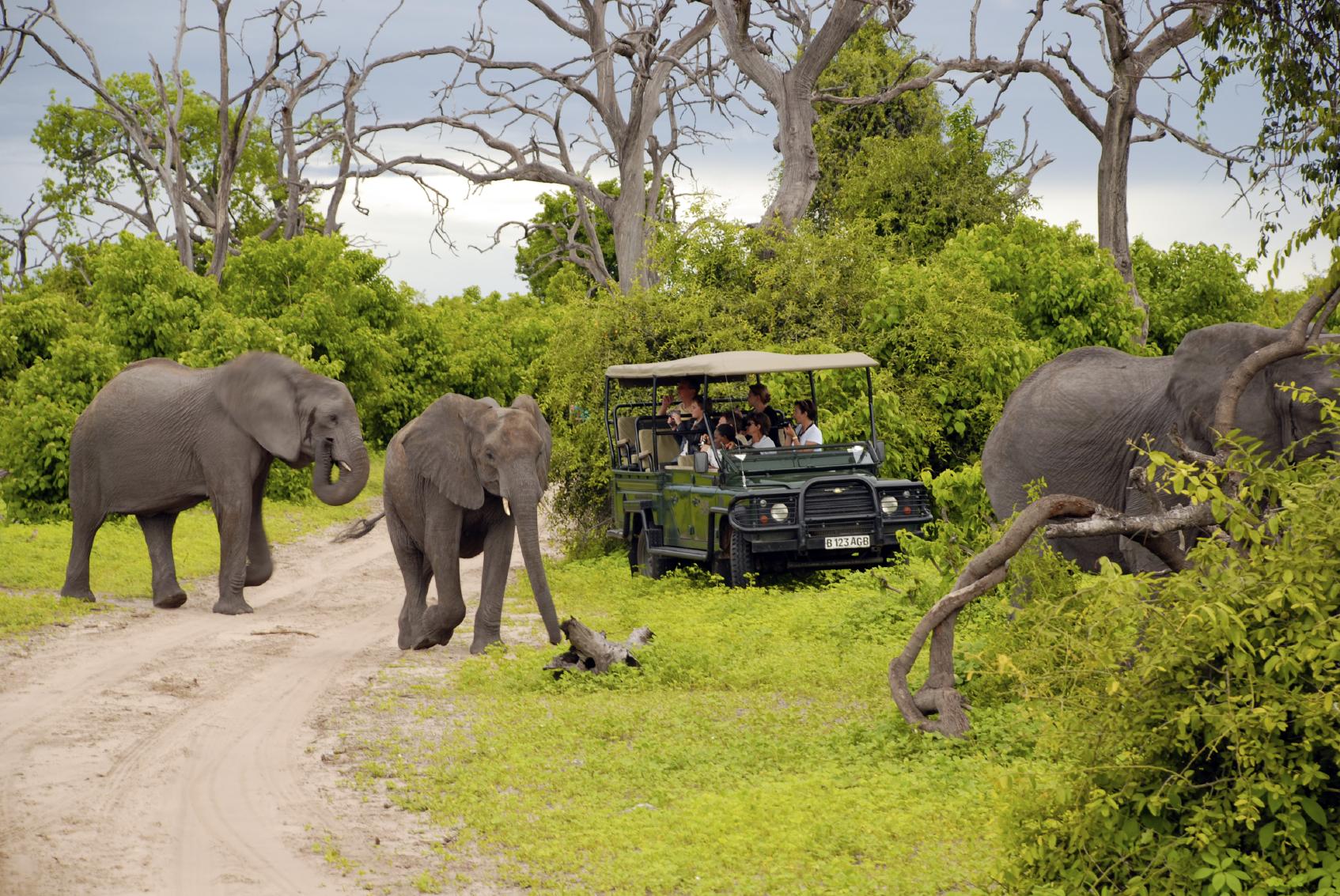 African Safari Travel Review Botswana South Africa Zimbabwe Victoria Falls Savuti
