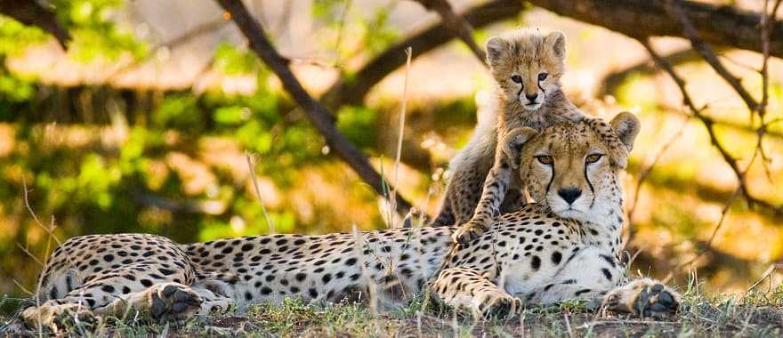 Mother Cheetah and her cub in the Savannah in Africa
