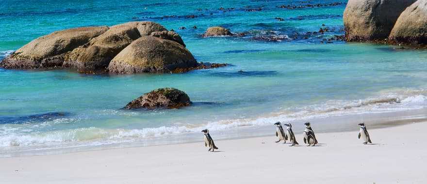 Penguins in Cape Town in South Africa
