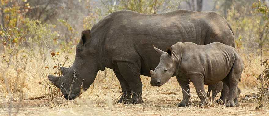 Female rhino and calf in Zambia