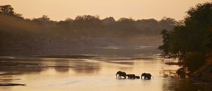 Elephants crossing a river in South Luangwa National Park