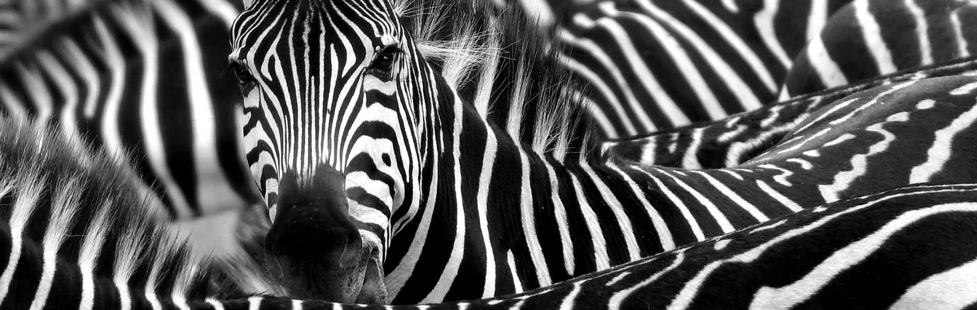 Dazzle of Zebras in Kenya, Africa