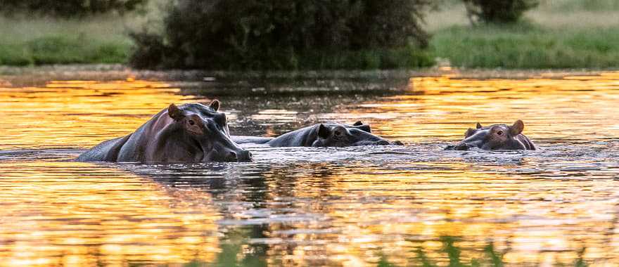 Wild hippos in the Nile River, Uganda