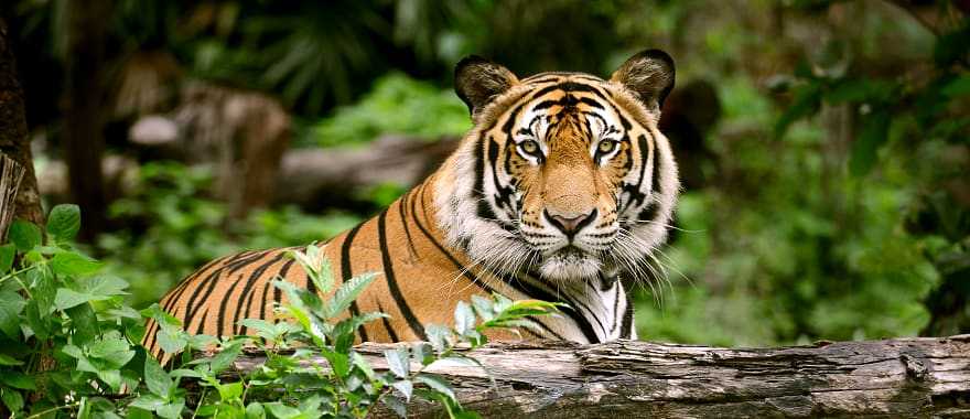 Tiger in Bandhavgarh National Park, India