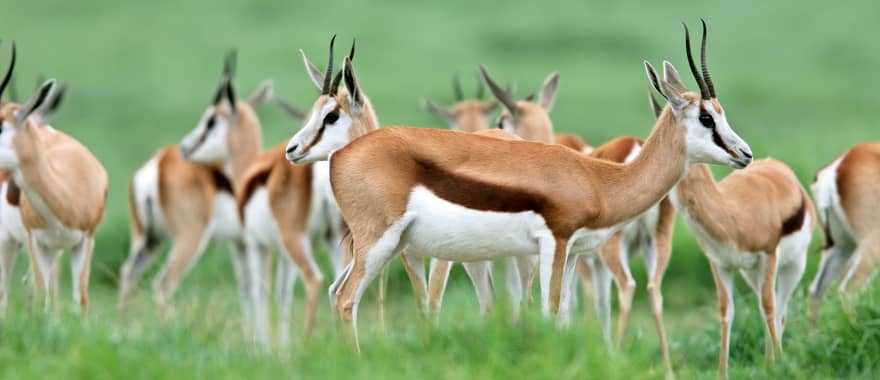 Herd of springbok antelopes in South Africa