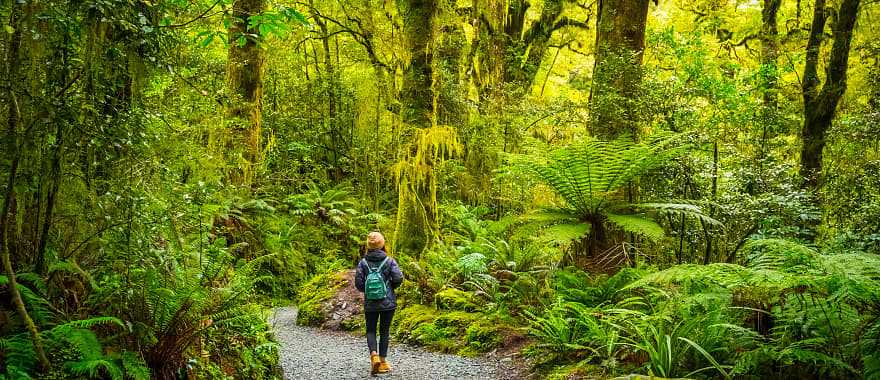 Woman walking on path through tall trees of Fiordland National Park in Te Anau, New Zealand