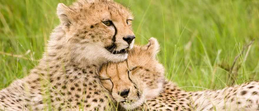 Cheetahs in Maasai Mara National Park, Kenya