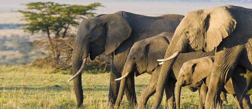 Elephants in Masai Mara, Kenya