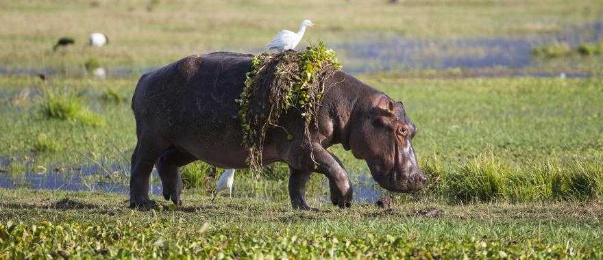 Hippopotamus walking out of water with hyacinth weed and egret on her back