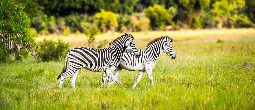 Luxury Okavango & Zimbabwe Safaris Plus Victoria Falls Tour