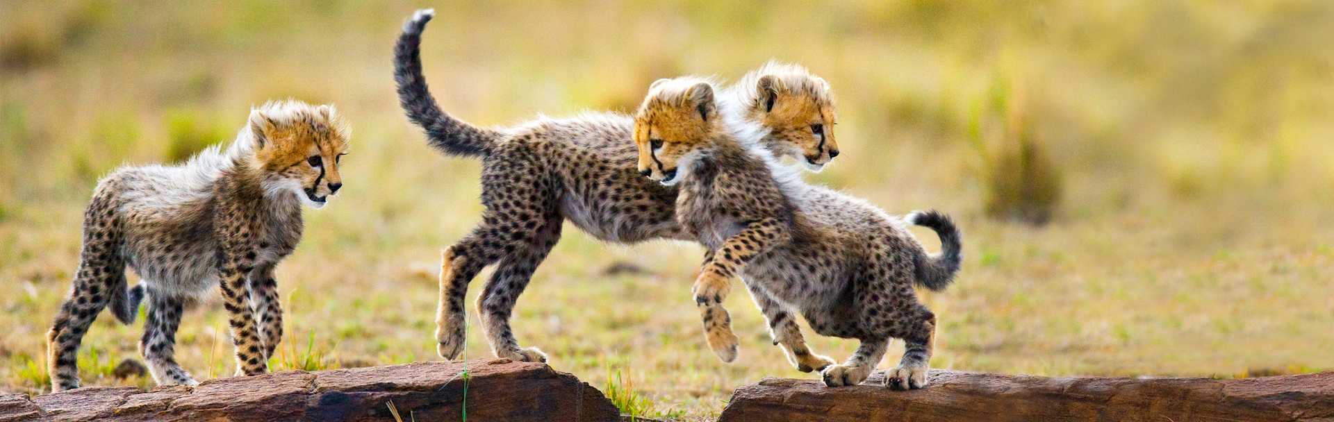 Three cheetah cubs playing in Kruger National Park, South Africa