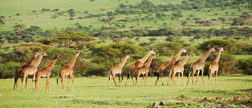 Tower of giraffes on the African savanna in Tanzania