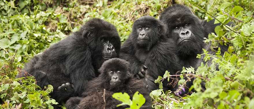 Gorillas in Volcanoes National Park in Rwanda