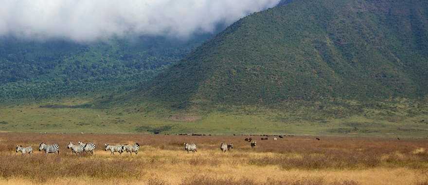 Zebras graze in Ngorongoro crater, Tanzania