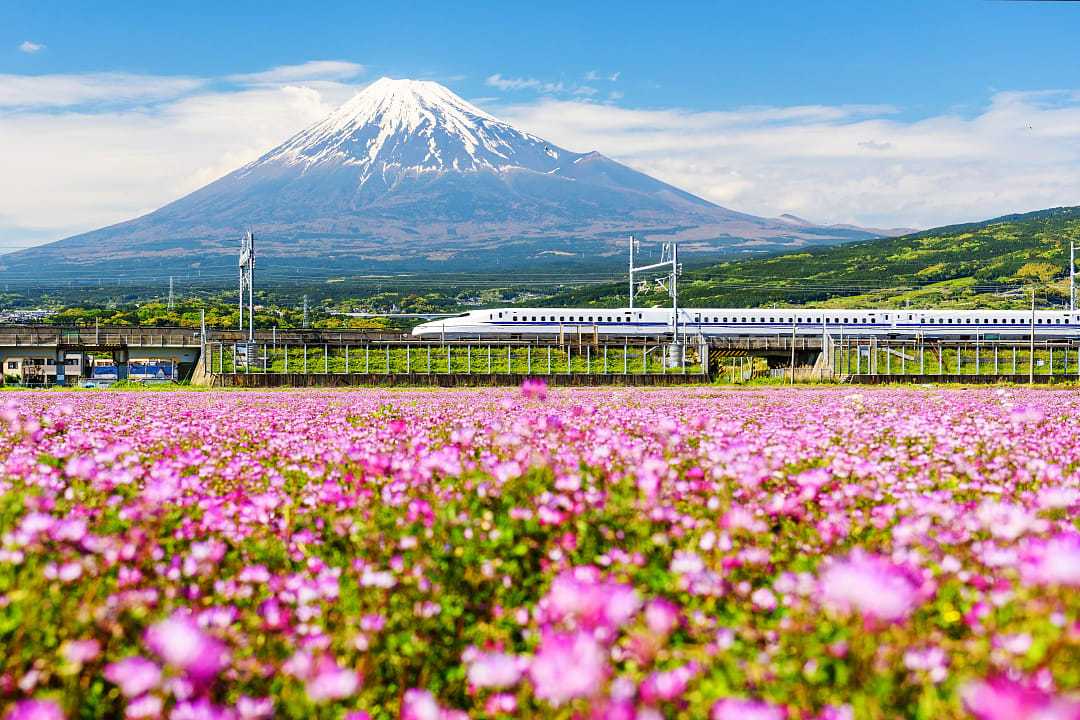 Tokaido Shinkanzen, Japanese bullet train, passing Mt. Fuji with spring flowers in the foreground