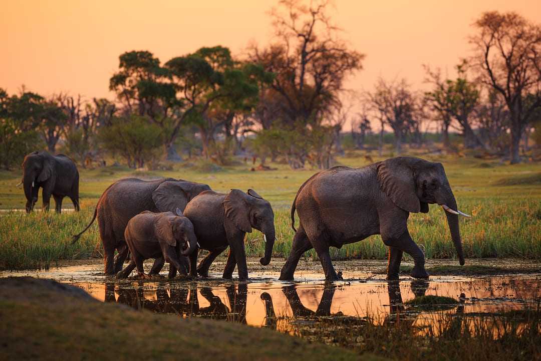 Elephants walking through water during sunset at the Moremi Game Reserve in the Okavango Delta, Botswana