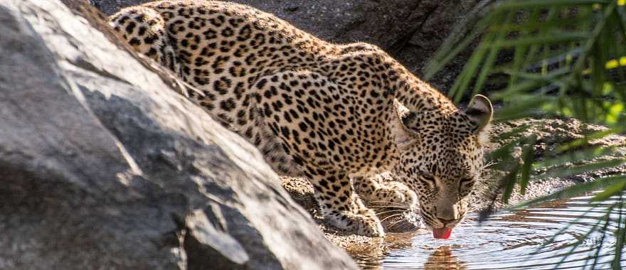 Young leopard drinking from a watering hole in Sabi Sands, South Africa