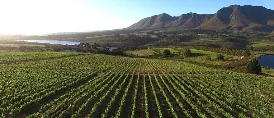 Cape to Kruger: Classic Winelands, Cape Town & Sabi Sands Safari