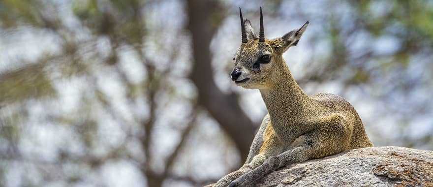 Klipspringer antelope resting  in Kruger National Park, South Africa