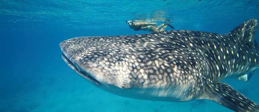 Woman diving with a whale shark in Australia