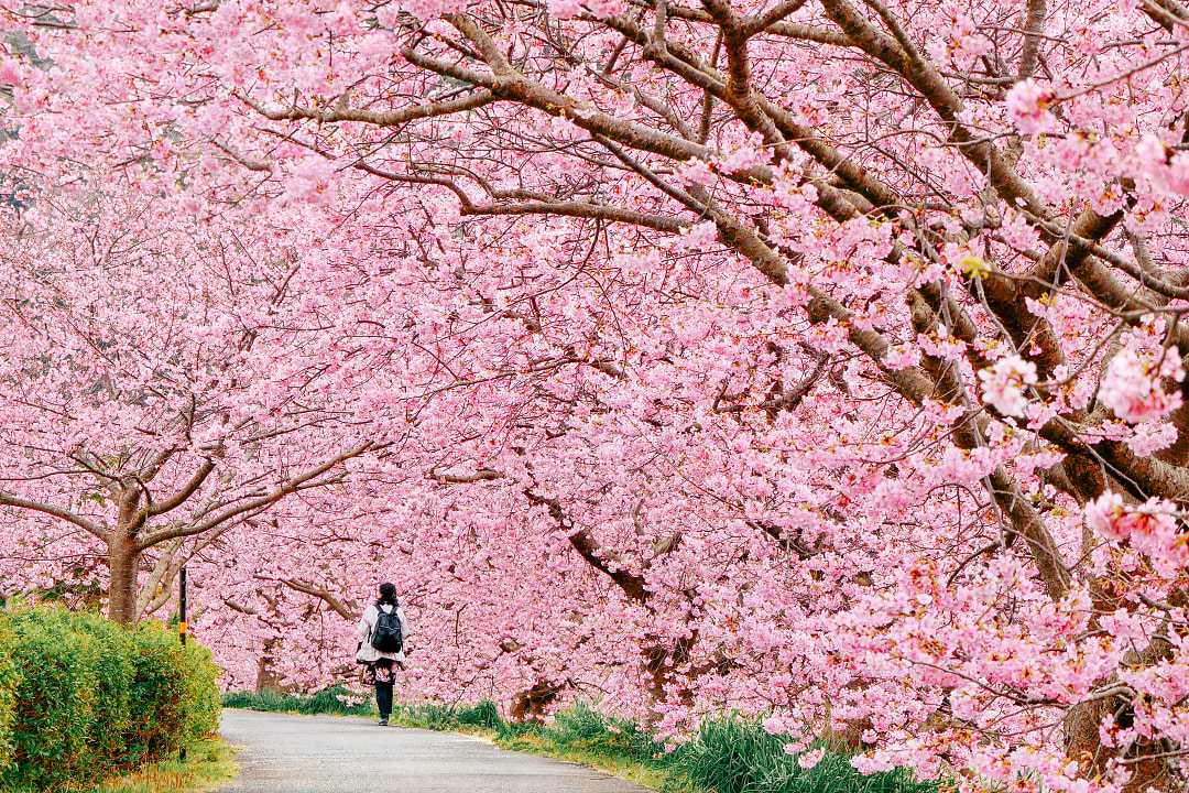 Woman walking through tunnel of cherry blossoms in Kawazu, Shizuoka