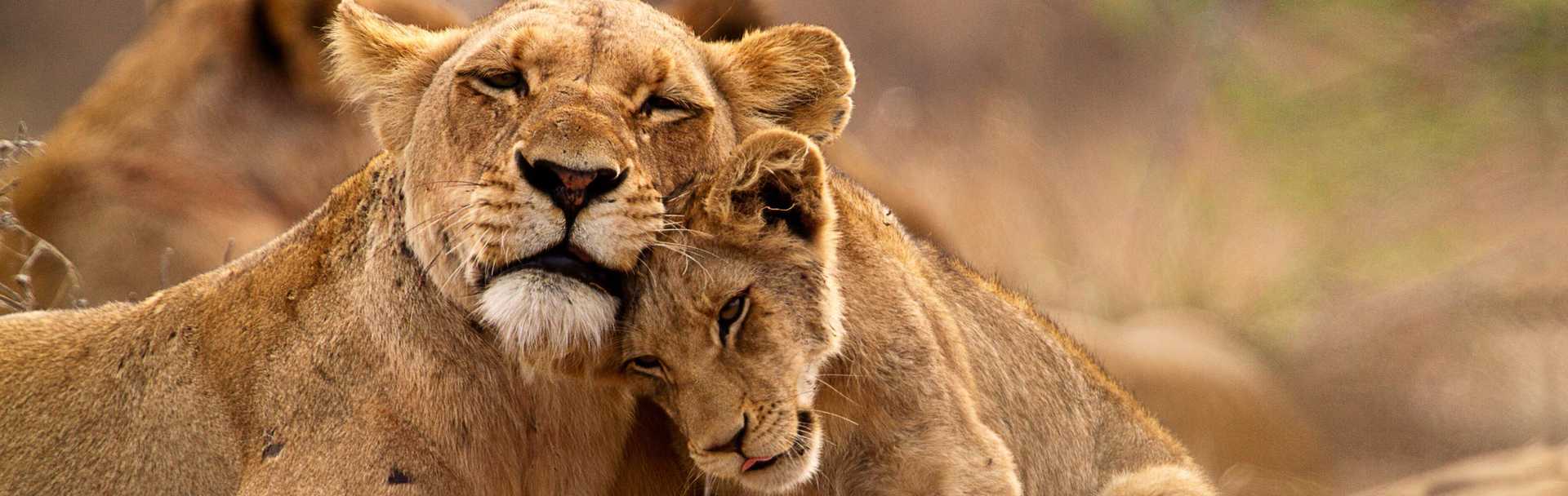 Lioness and her cub in Kruger National Park, South Africa