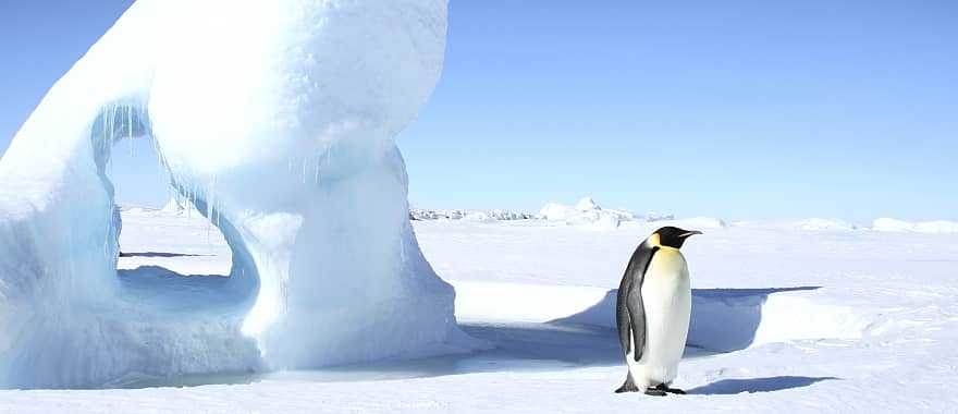 Emperor penguin on iceberg in Antarctica