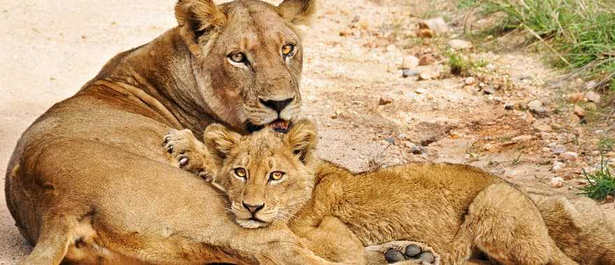 Lioness and lion cub on the African savanna