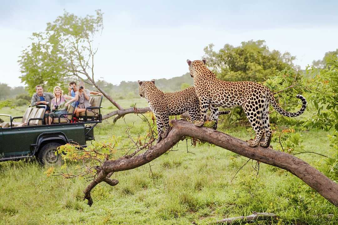 Travelers on safari photographing two leopards in Kruger National Park, South Africa