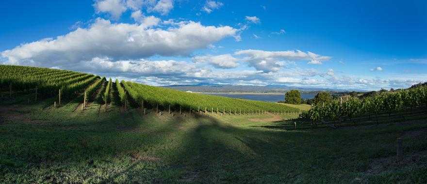 Lush vineyards in Tasmania