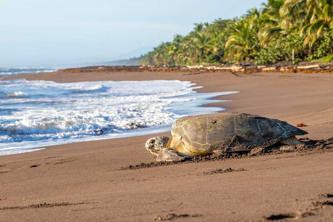 Sea turtle at Playa Tortuguero, Costa Rica