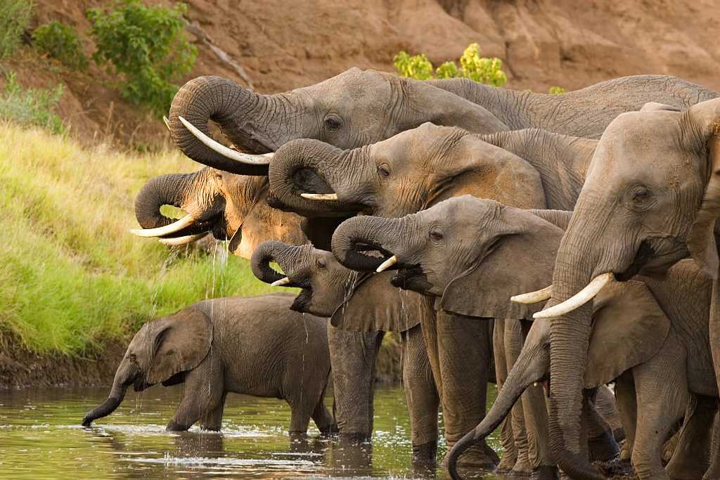 Herd of African Elephants in Botswana