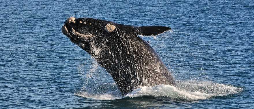 A southern right whale breaching in Walker Bay Nature Reserve, Hermanus, South Africa