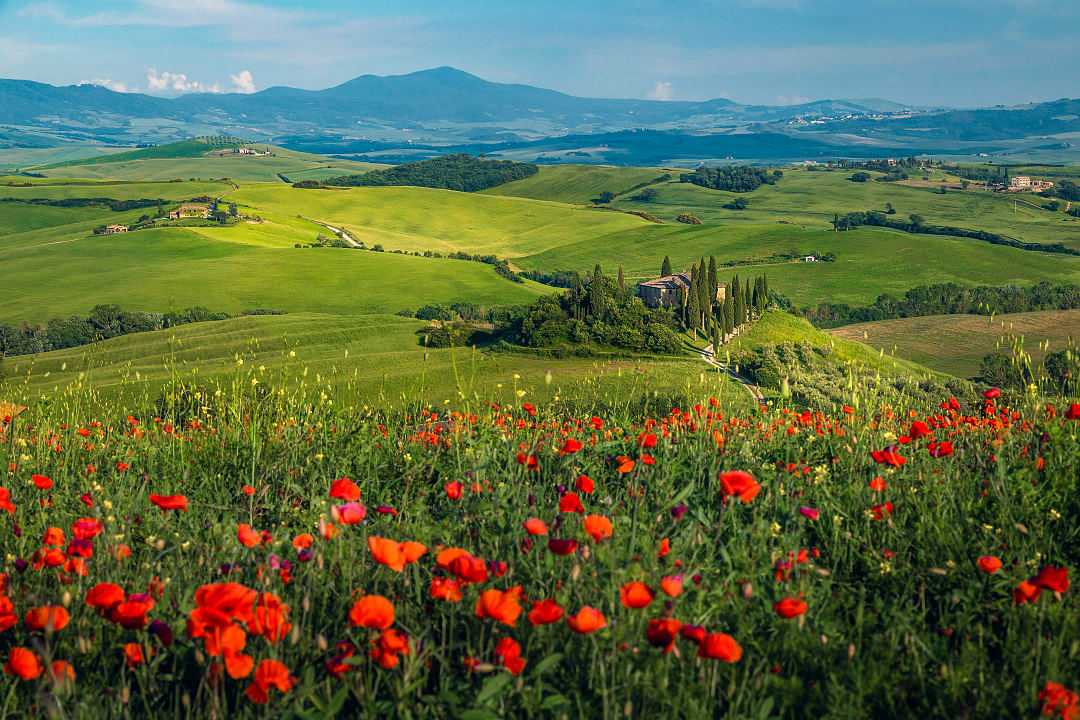 Red poppy flowers and rolling green hills in Val d'Orcia in Tuscany, Italy