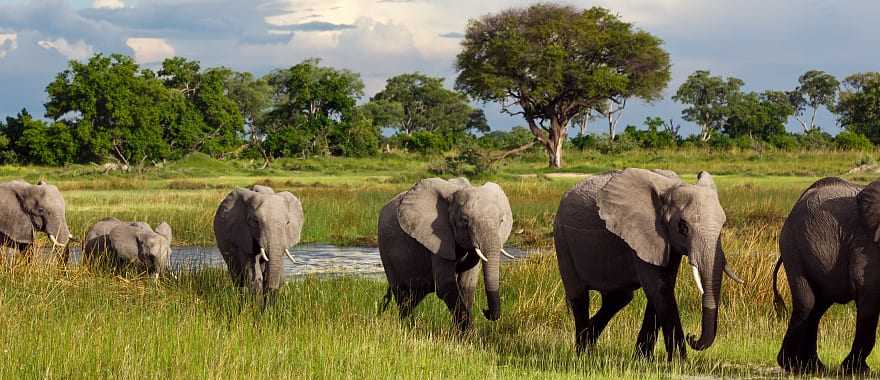 Herd of elephants in Chobe National Park