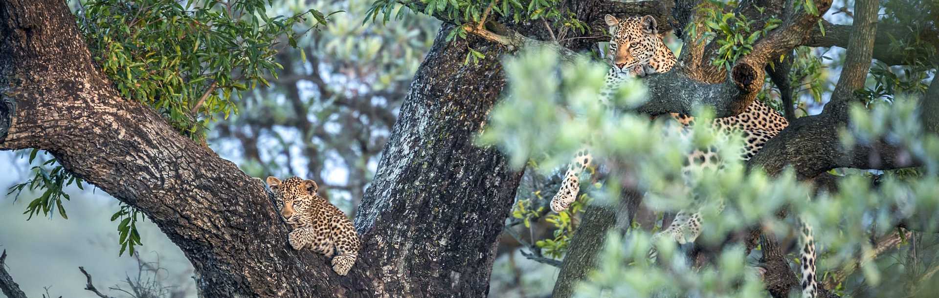 Leopard cubs lounging on tree branches in Kruger National Park, South Africa