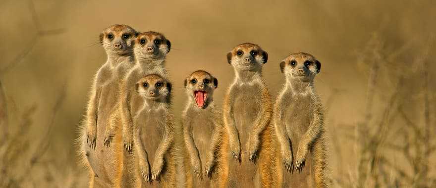 Meerkat family in the savanna