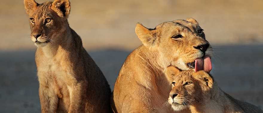 Lioness with cubs in the African savanna