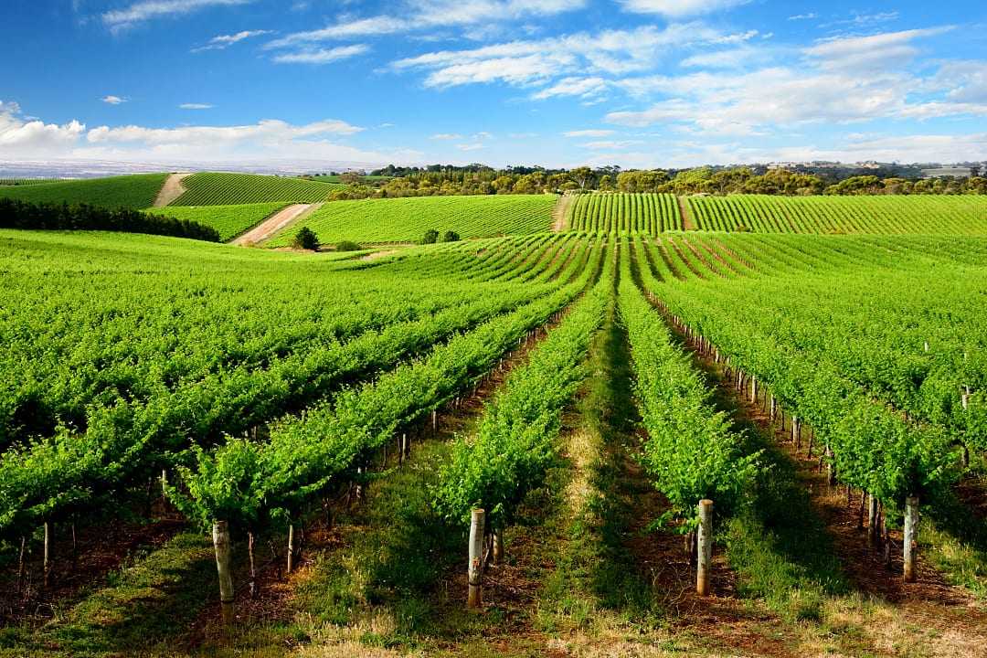 Vineyard in One Tree Hill, South Australia.
