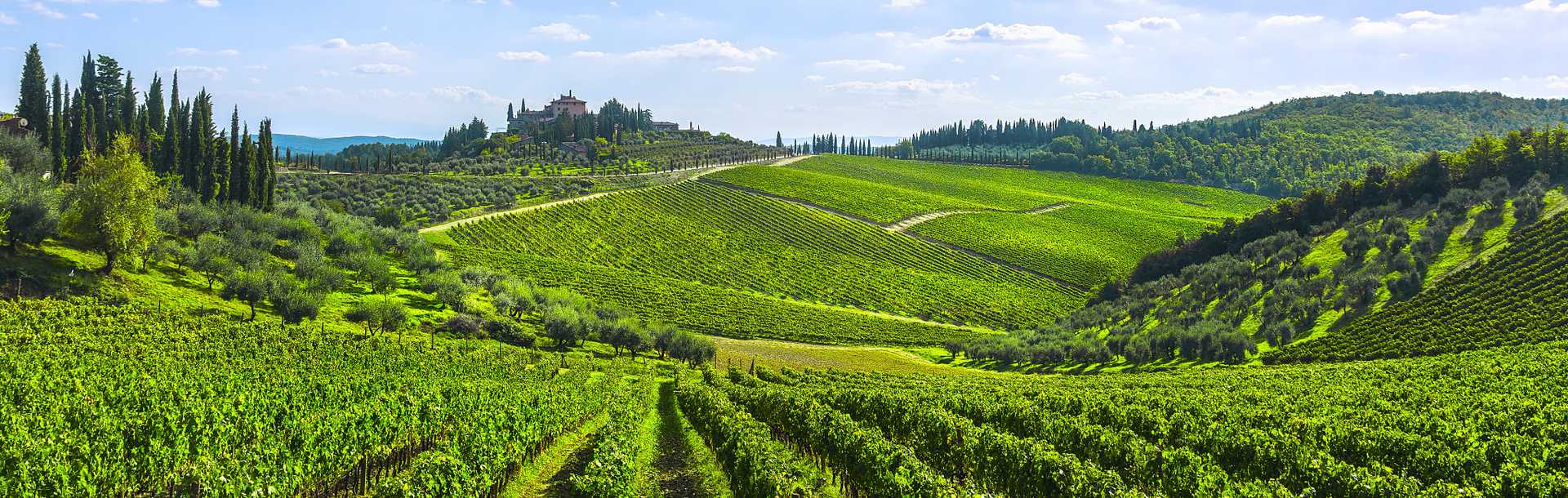 Vineyards on the rolling hills in Chianti, Italy