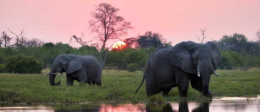 Elephants by the Okavango Delta in Botswana