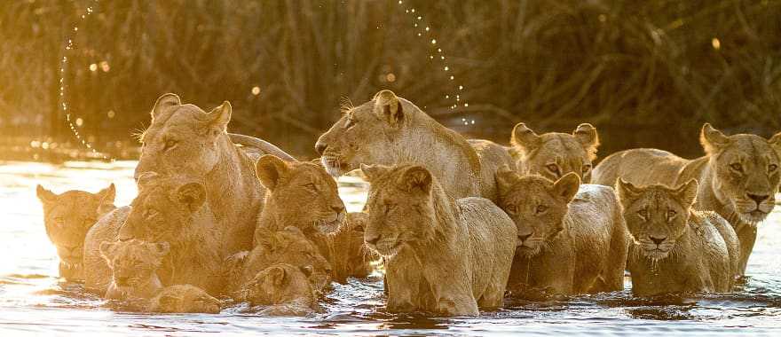 Pride of lions in Selinda Reserve, Botswana