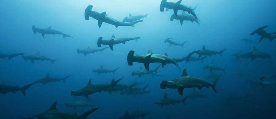 An underwater image of a  group of hammerhead sharks.