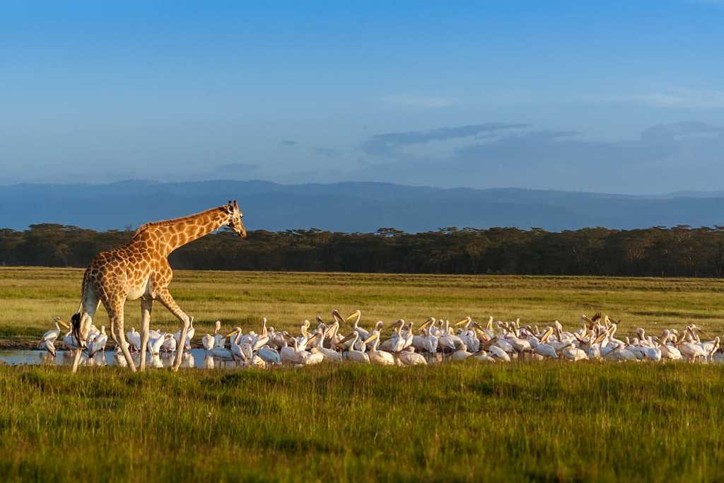 Rothschild's giraffe and pelicans at Lake Nakuru in Kenya