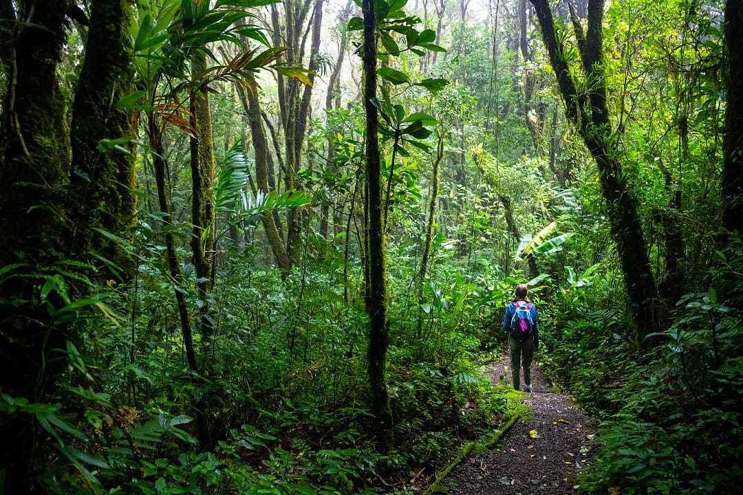 Hiking in Monteverde Cloud Forest in Costa Rica