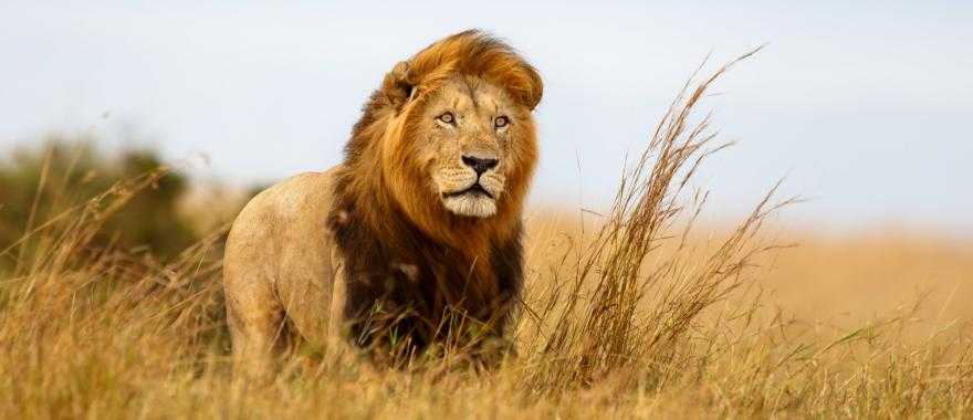 Male lion in golden grasslands of Serengeti, Africa