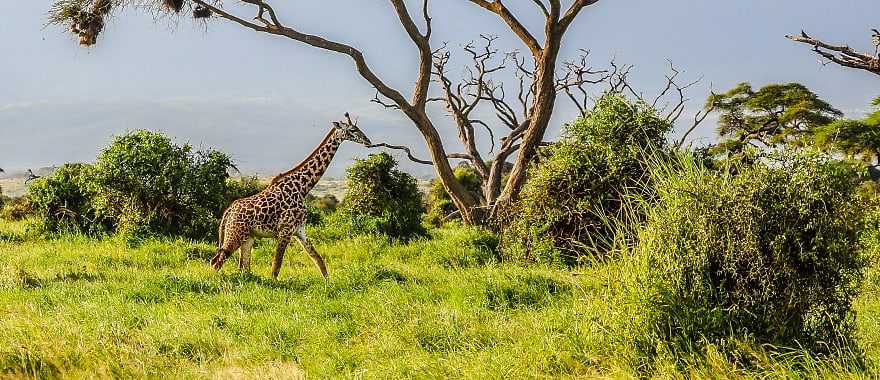 Amboseli, National Park in Kenya