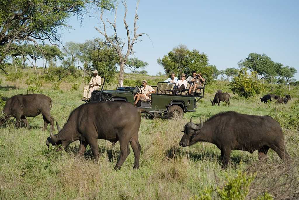 On safari in Kruger National Park, South Africa
